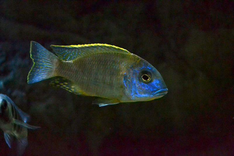 Tramitichromis sp. 'orange top' Lumbira